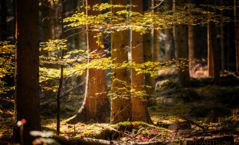 Petra Tänzer Landschaftsfotografie Schwäbischer Wald in Althütte