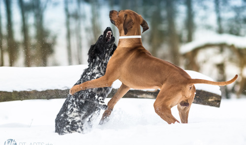 Rhodesian Ridgeback im Schnee auf dem Feld und im Wald Hundefotografie Petra Tänzer