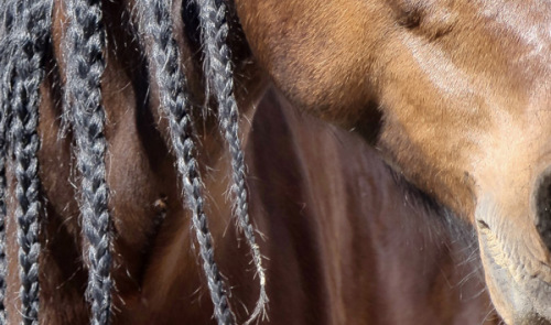 #Tierfotografie#Pferde#Pferde mit Zöpfen#Lusitano#Bildbearbeitung#Pferdefotografie#Petra Tänzer#www.pt-arts.de