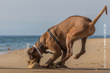 Hundefotografie-Petra-Taenzer-in-Frankreich-am-Atlantik