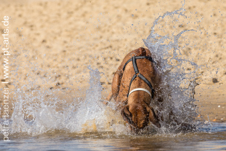 Hundefotografie-Petra-Tänzer-am-Strand-von-St.-Girons-Plage-Atlantik