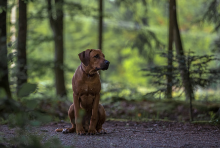 Hundefotografie-Spaziergang-im-Wald