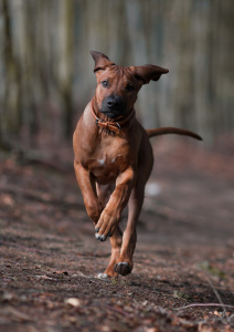 Hundefotografie–Spaziergang-im-Wald