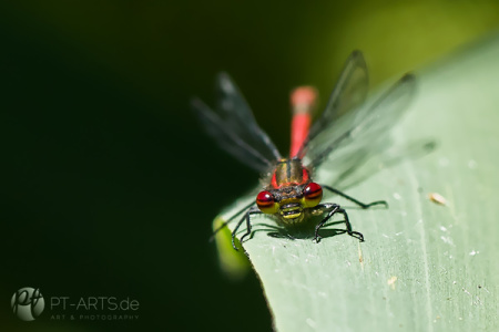 Makrofotografie#Insekten#Libellen#Schaben#Bienen#Schneckenhaus Fotografie Petra Tänzer