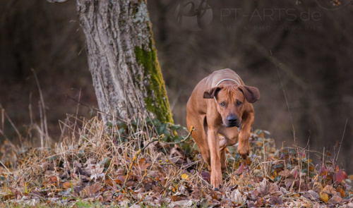 Petra Tänzer Hundefotografie Kenai , der Familienhund