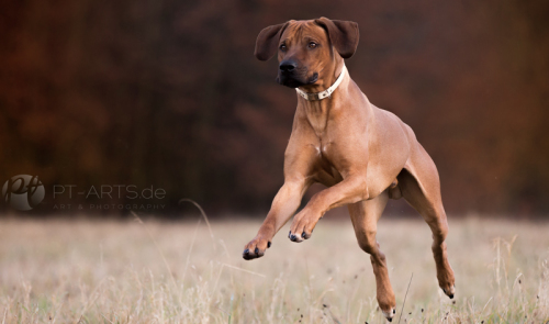 Jagdhunde, Weimaraner, Rhodesian Ridgeback, Windhunde, Retriever, PudelPetra Tänzer Hundefotografie Kenai , der Familienhund