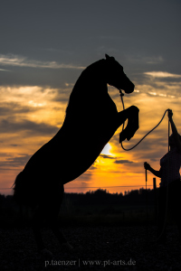 Steigendes Pferd im Sonnenuntergang  Pferdefotografie Petra Tänzer