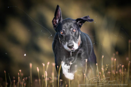 pt-arts-fotografie-petra-taenzer-hunde-action-dogge-windhund-mix