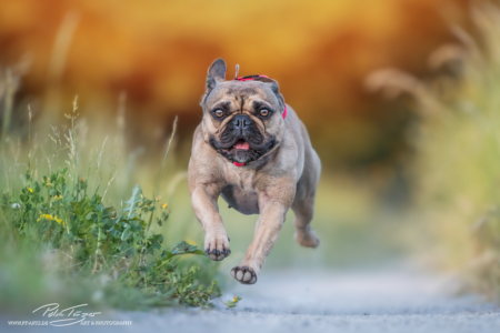 pt-arts-fotografie-petra-taenzer-hunde-action-french-bully
