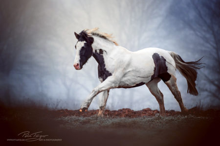 Pferd im Nebel #pferde #schecke #galopp #nebel #herbst