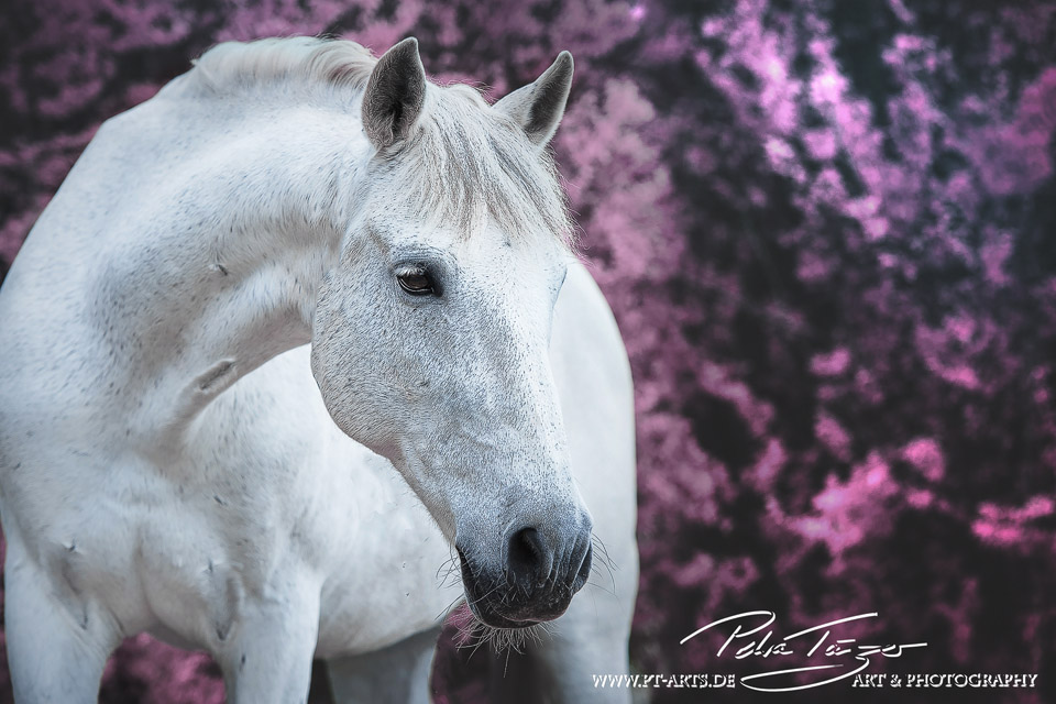 Pt Arts Fotografie Tierfotografie Pferde Warmblut Schimmel Fruhling Rosa Busche 01 Fotografie Kunst Petra Tanzer