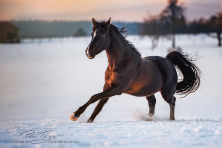 #pferde #galopp #araber #winter #koppel