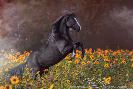 #pferde #steigendespferd #sonnenblumen #herbst