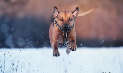 pt-arts-petra-taenzer-fotografie-tierfotografie-hunde-rhodesian-ridgeback-im Schnee 02